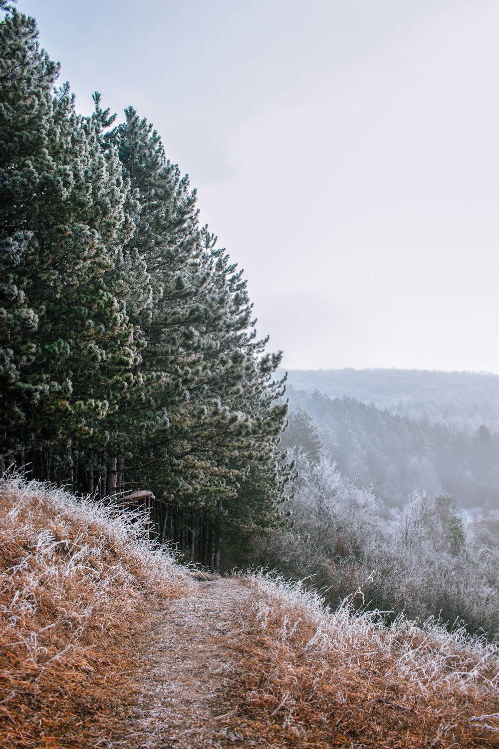 green trees on brown grass field during foggy weather