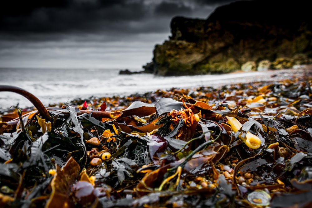 brown leaves on the shore during daytime