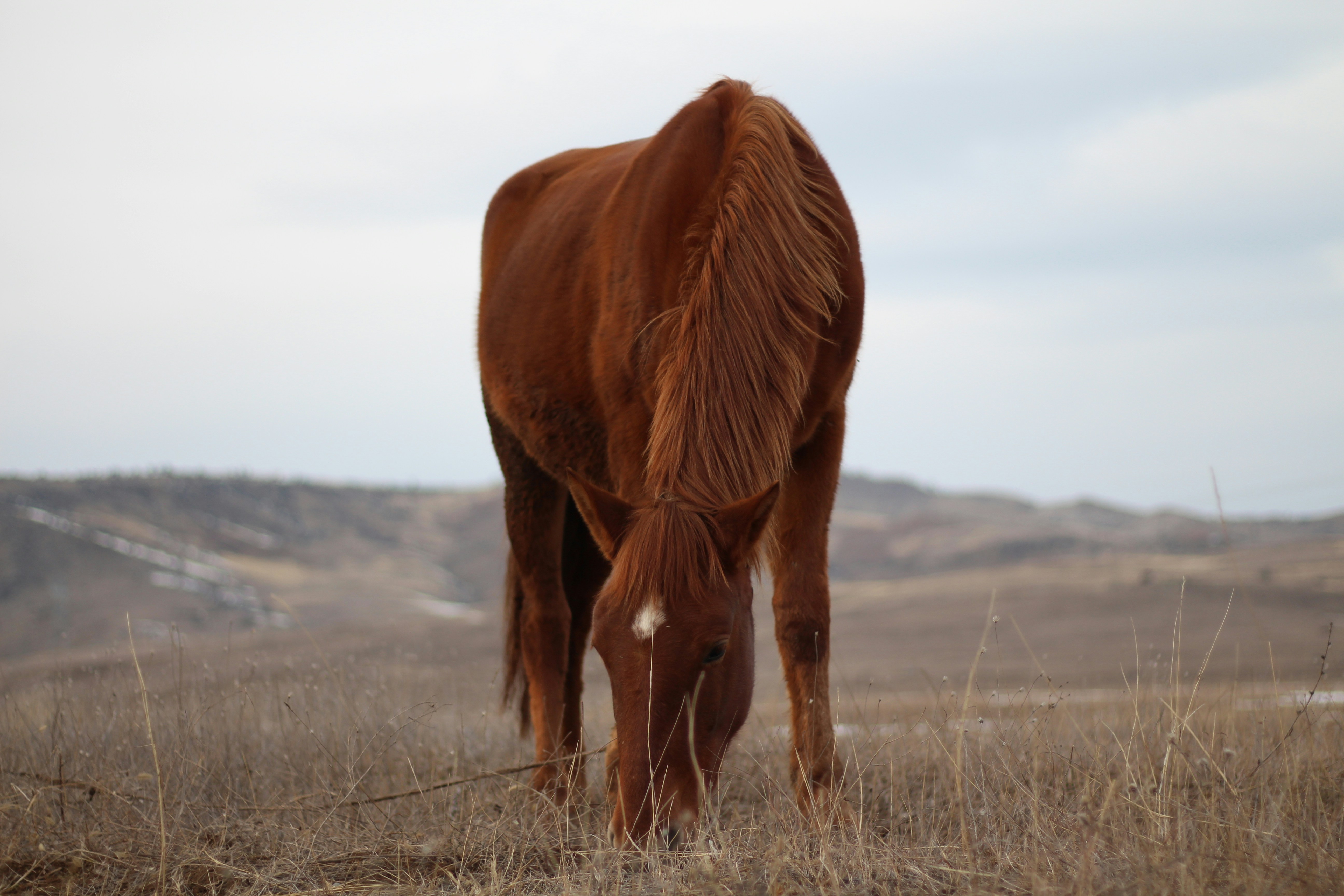 About the Western Equestrian Society