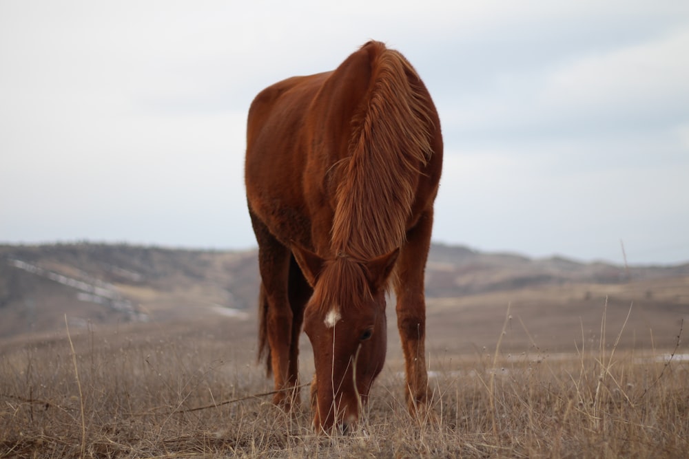 brown horse on brown grass field during daytime