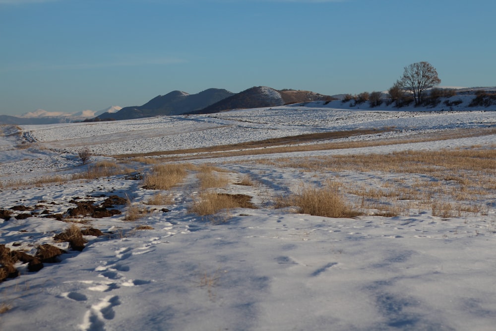 snow covered field during daytime