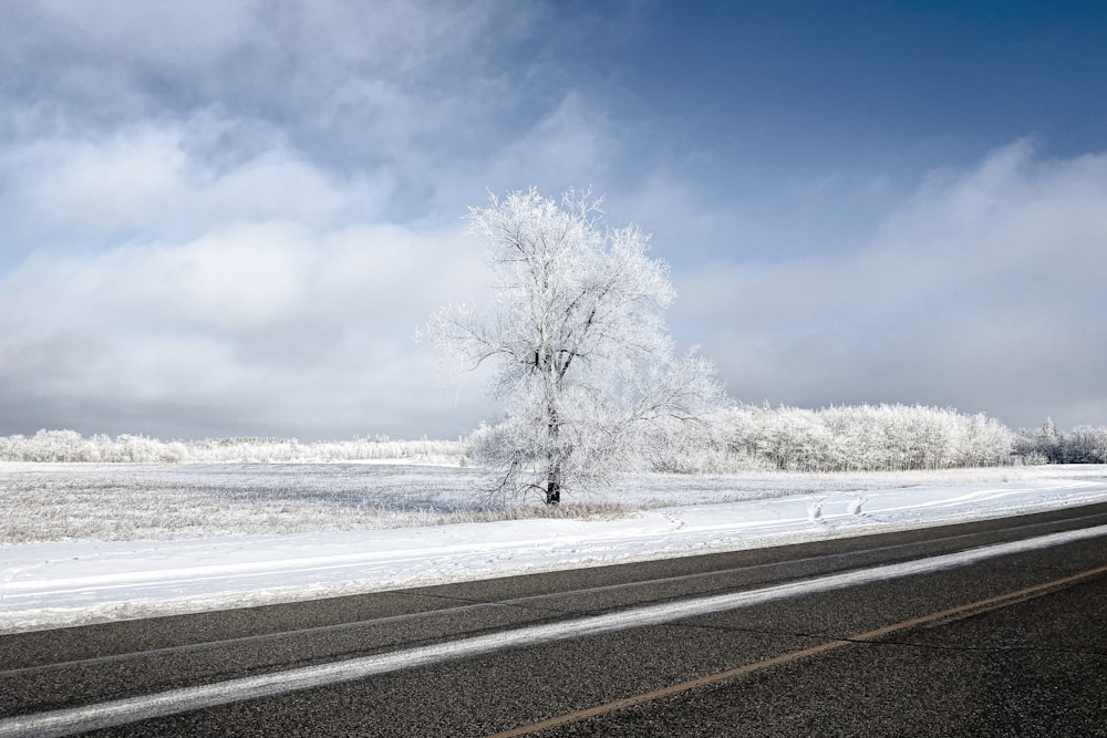 leafless tree on snow covered ground near road during daytime