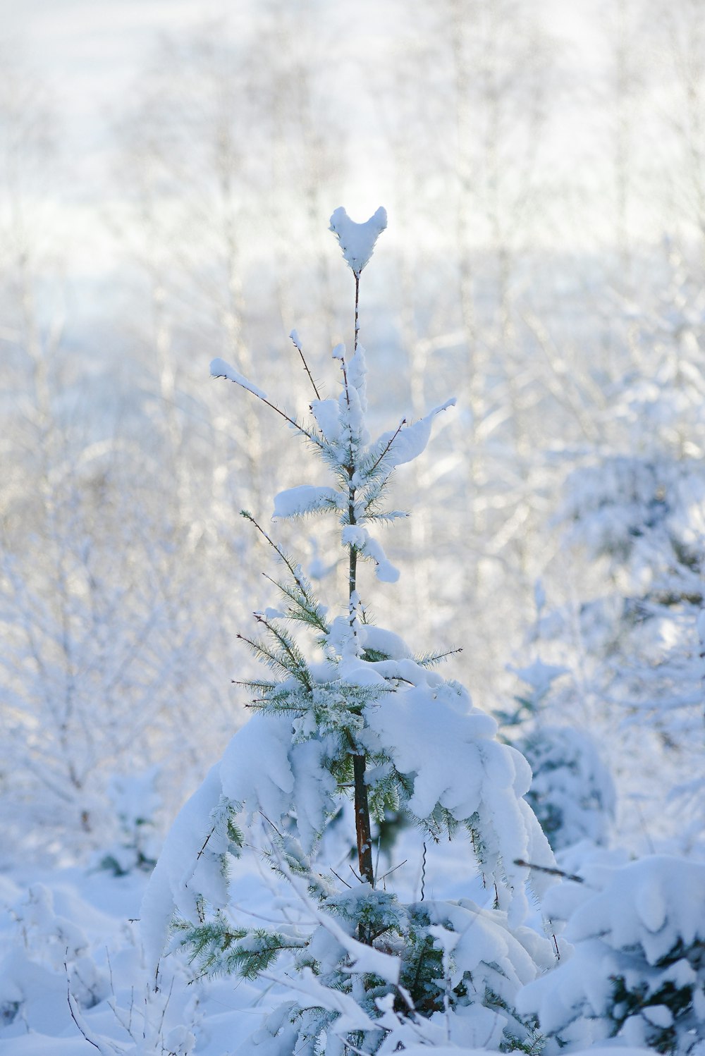 white and black tree covered with snow