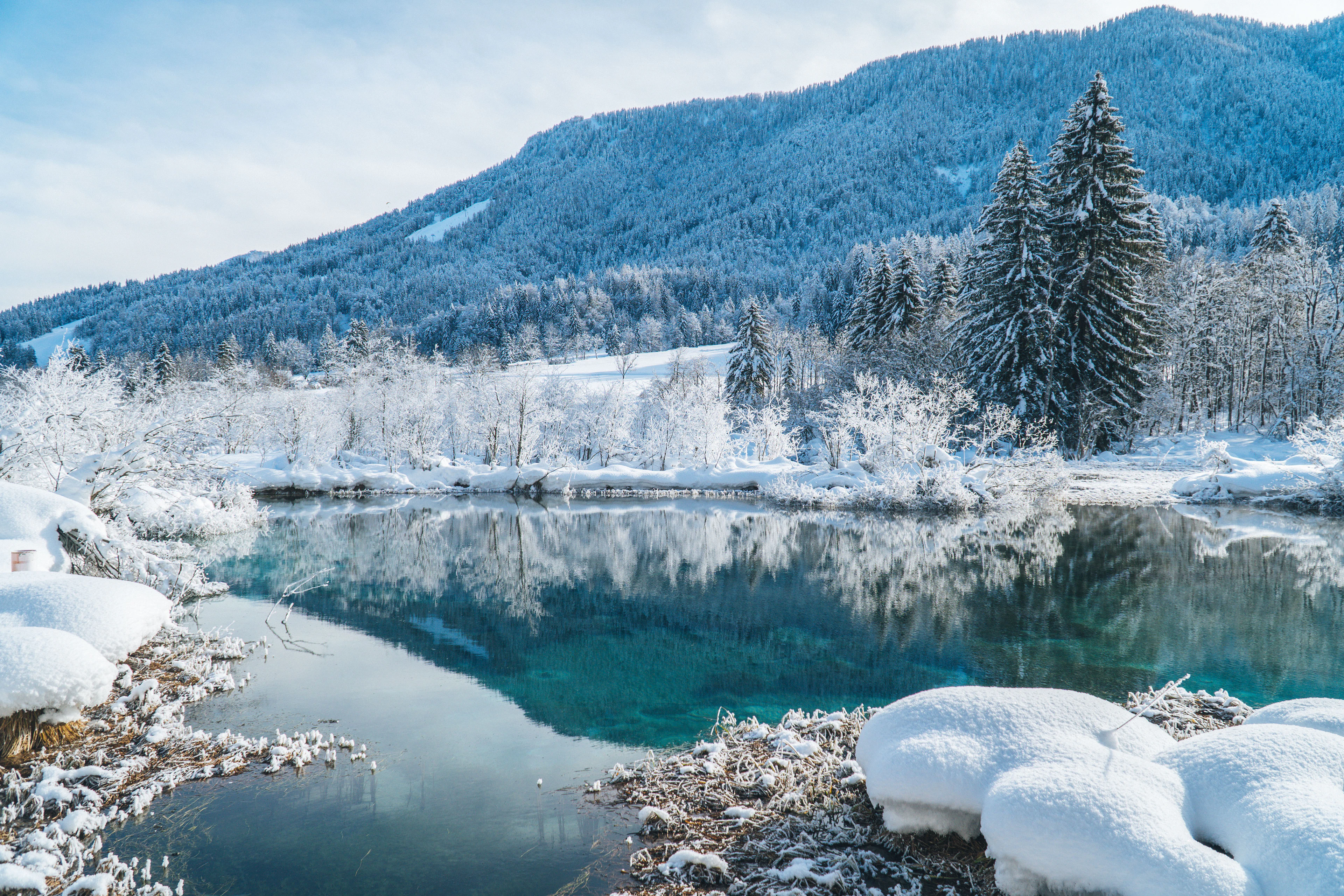 Pine trees by the lake at Kranjska Gora