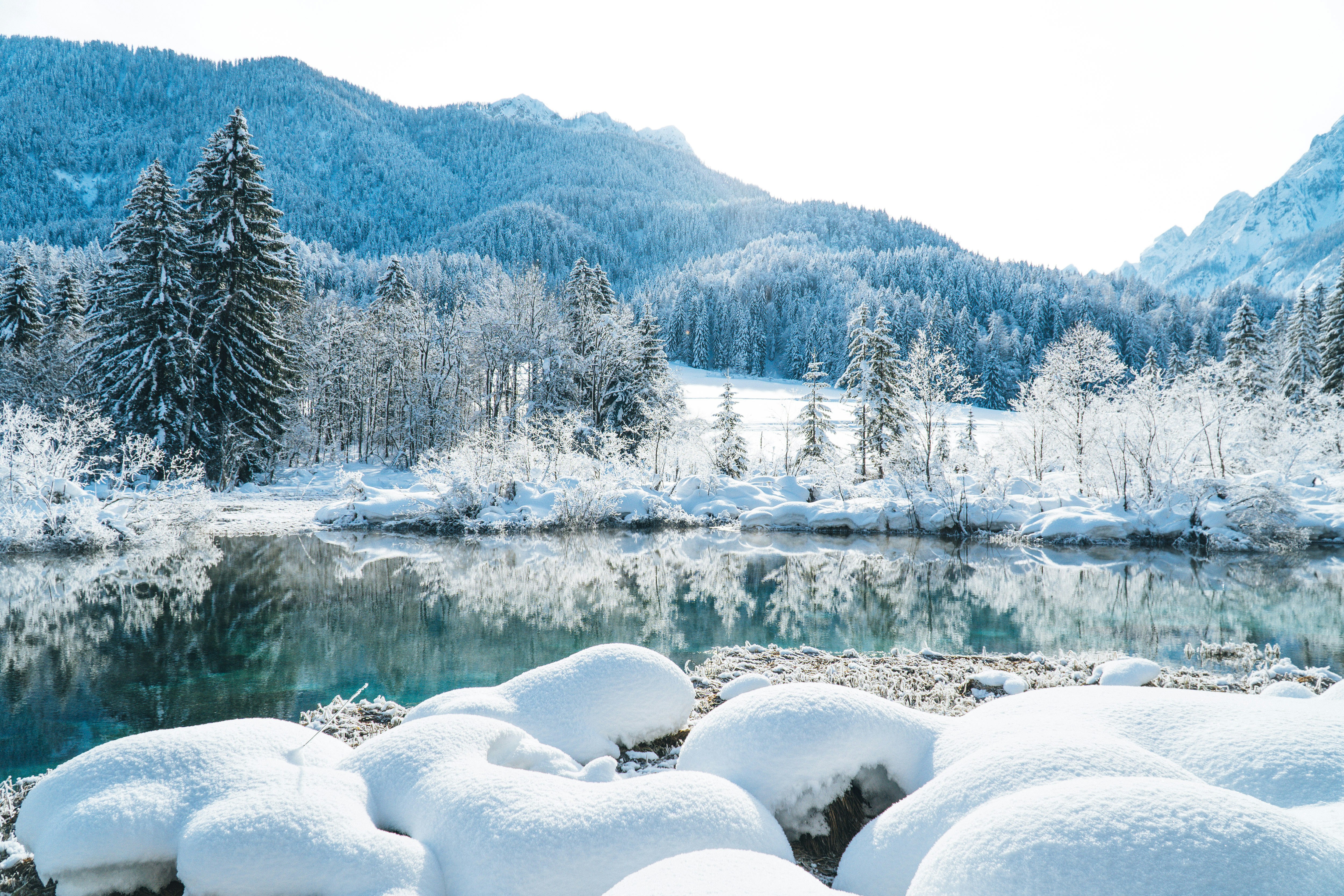 snow covered trees and mountains during daytime, 