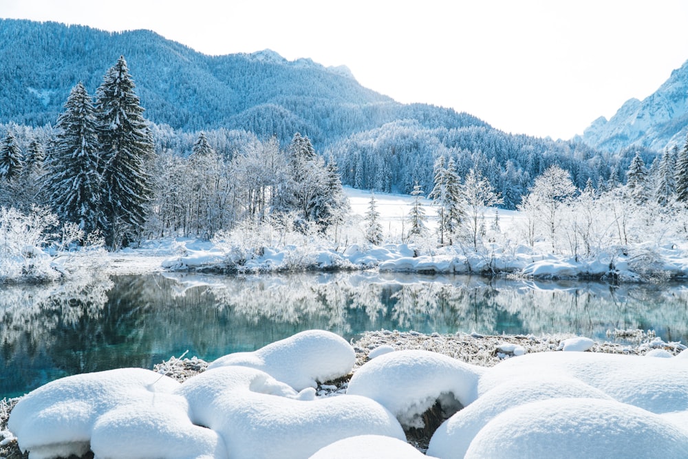 alberi e montagne innevati durante il giorno