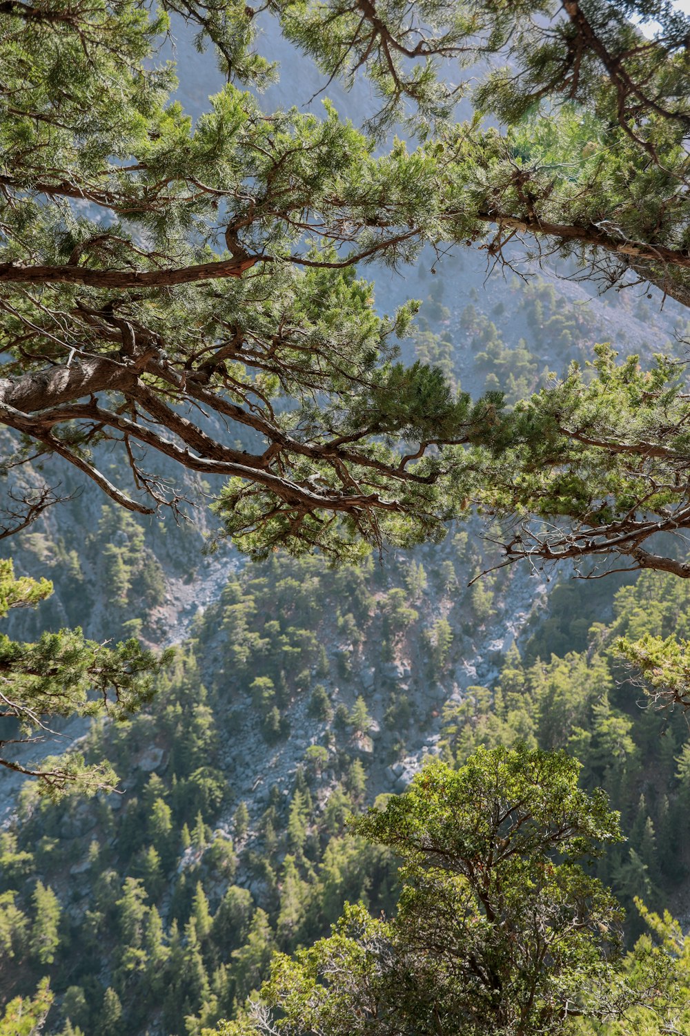 árboles verdes en la montaña durante el día