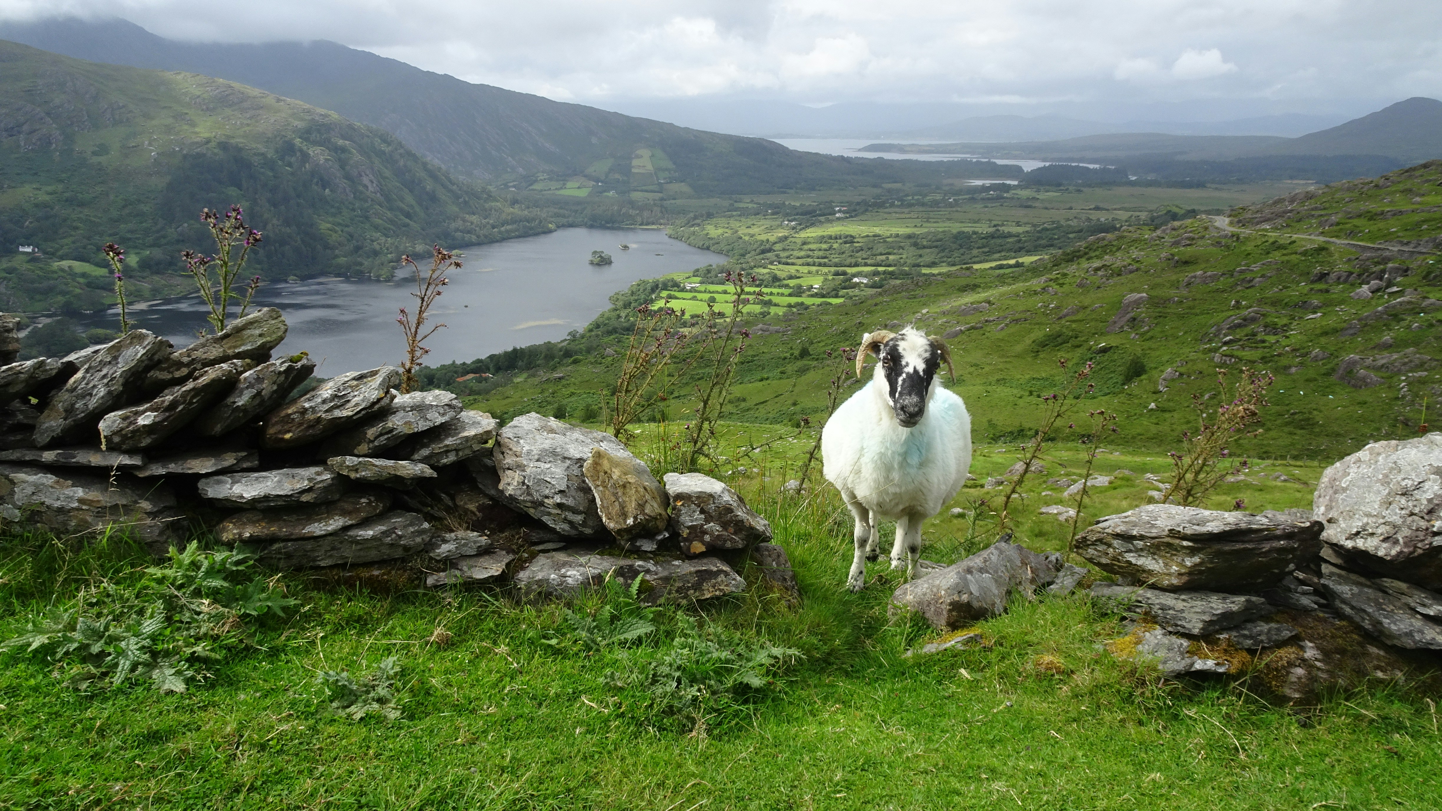 A landscape photograph of a white sheep near a dry stone wall, with a green valley and distant lake under cloudy skies.