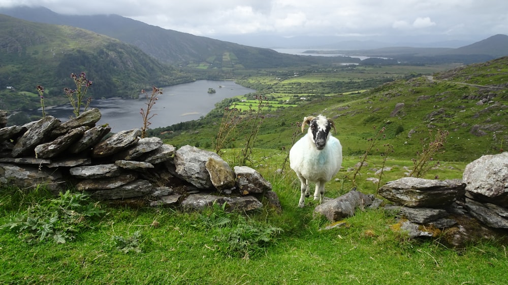 white and black sheep on green grass field near body of water during daytime