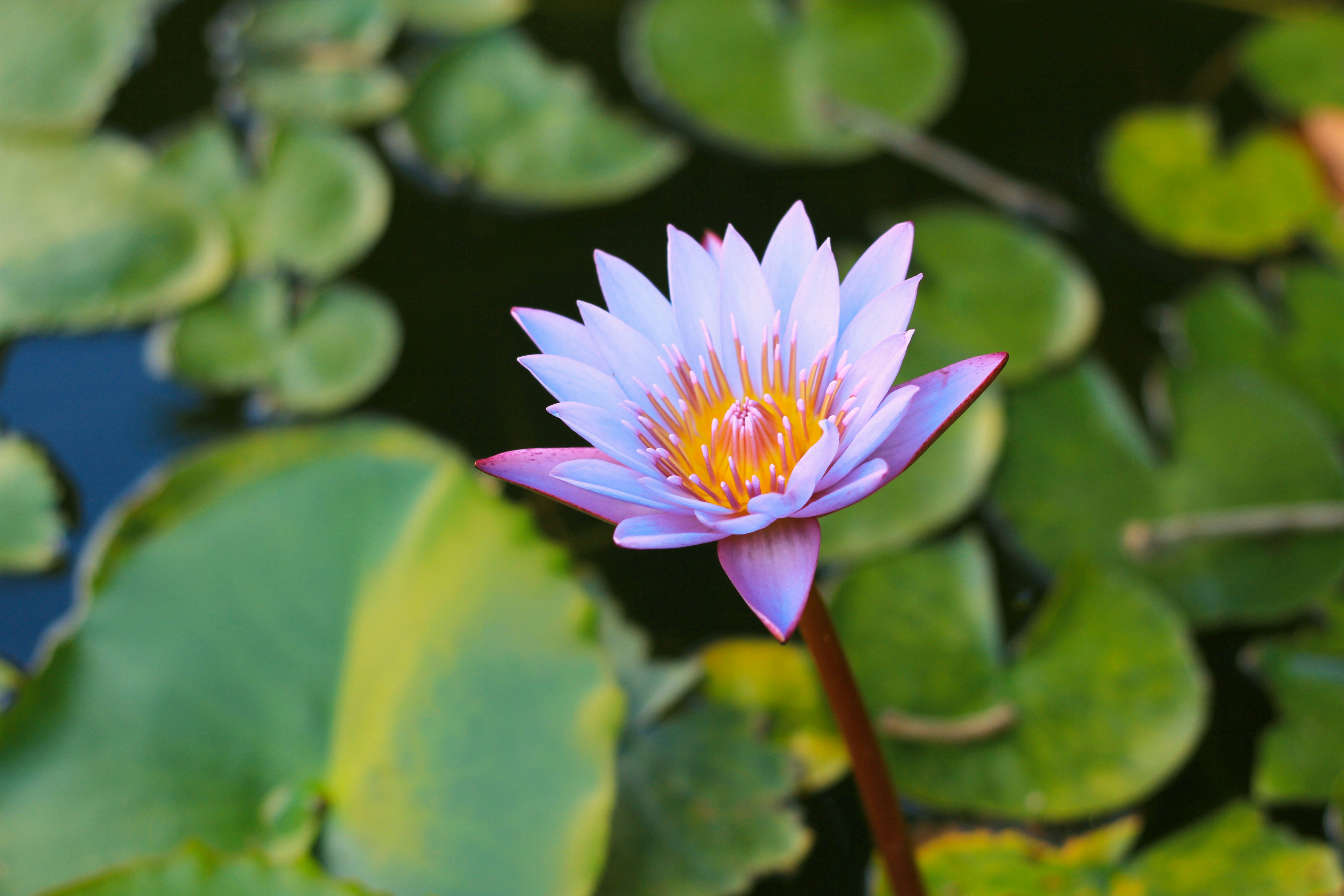 pink lotus flower in bloom during daytime