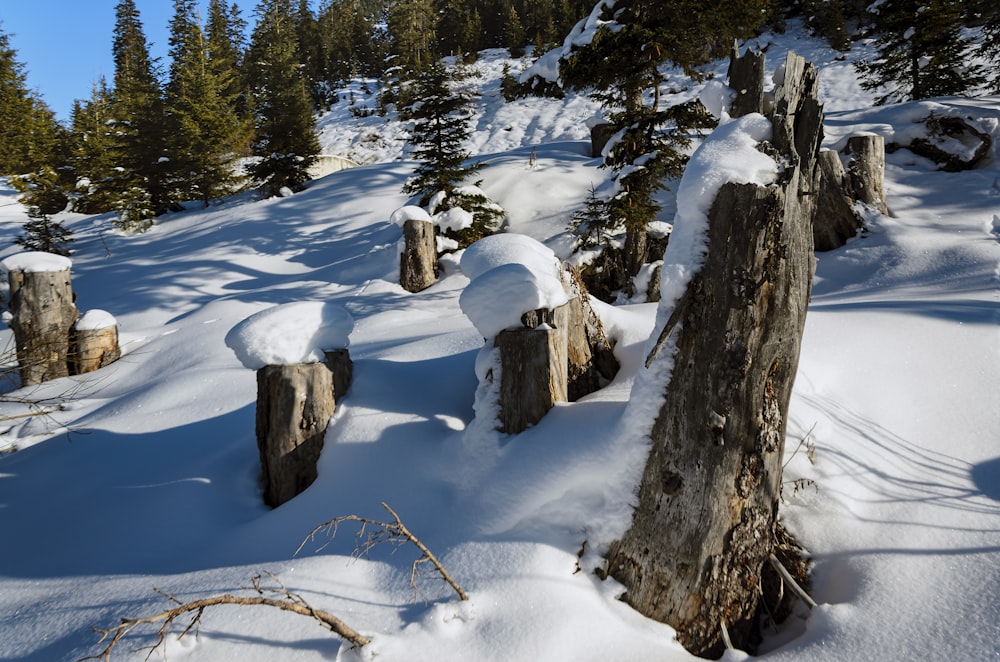 Árboles cubiertos de nieve durante el día