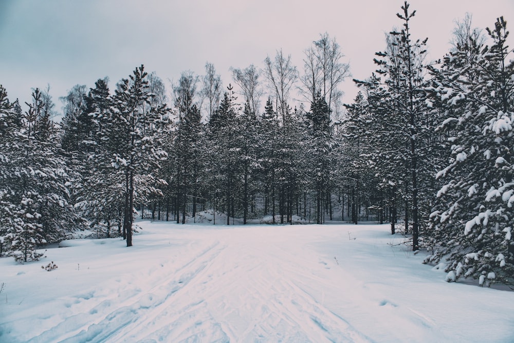 árvores cobertas de neve durante o dia