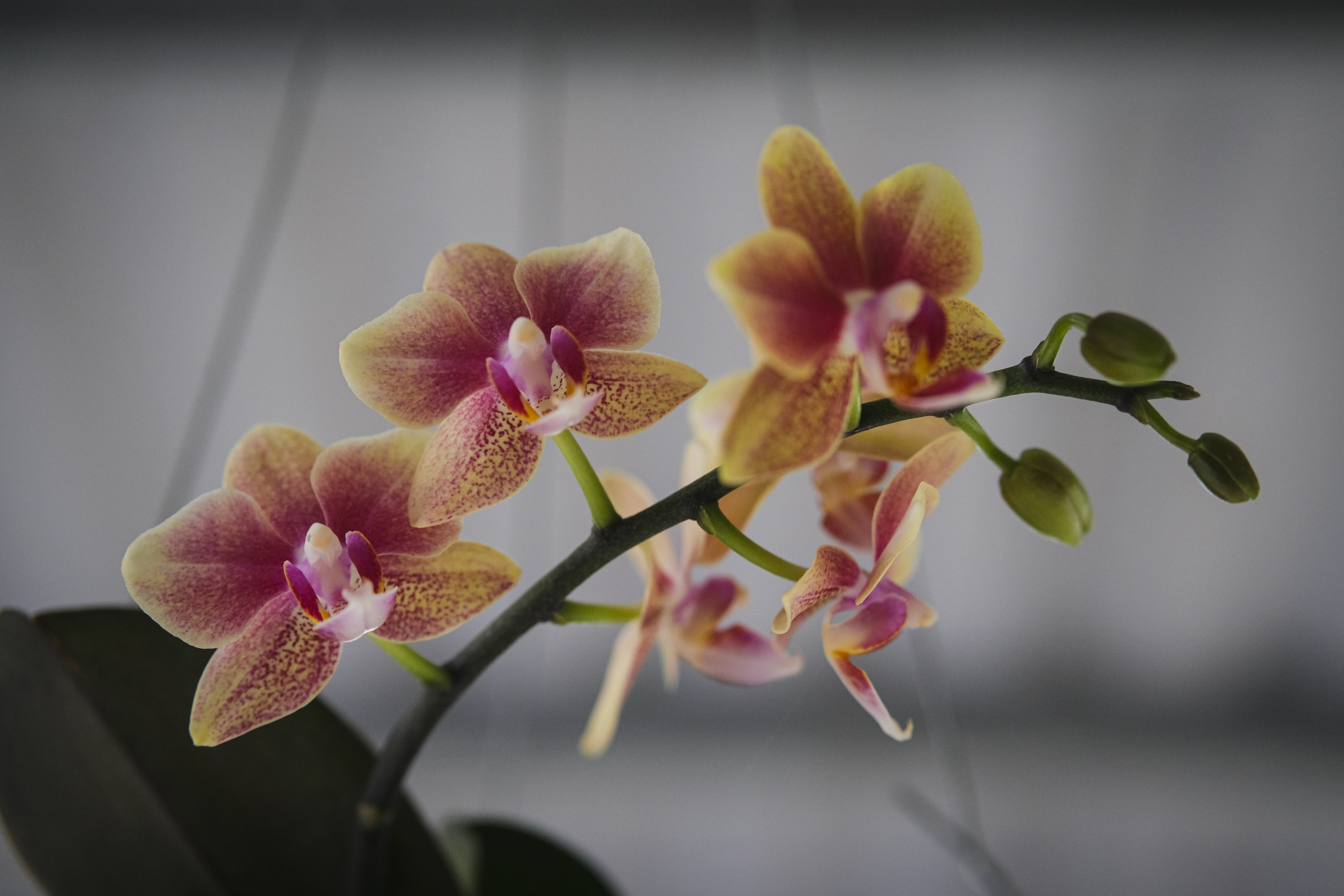 Orchid Flower Pictures Download Free Images on Unsplash