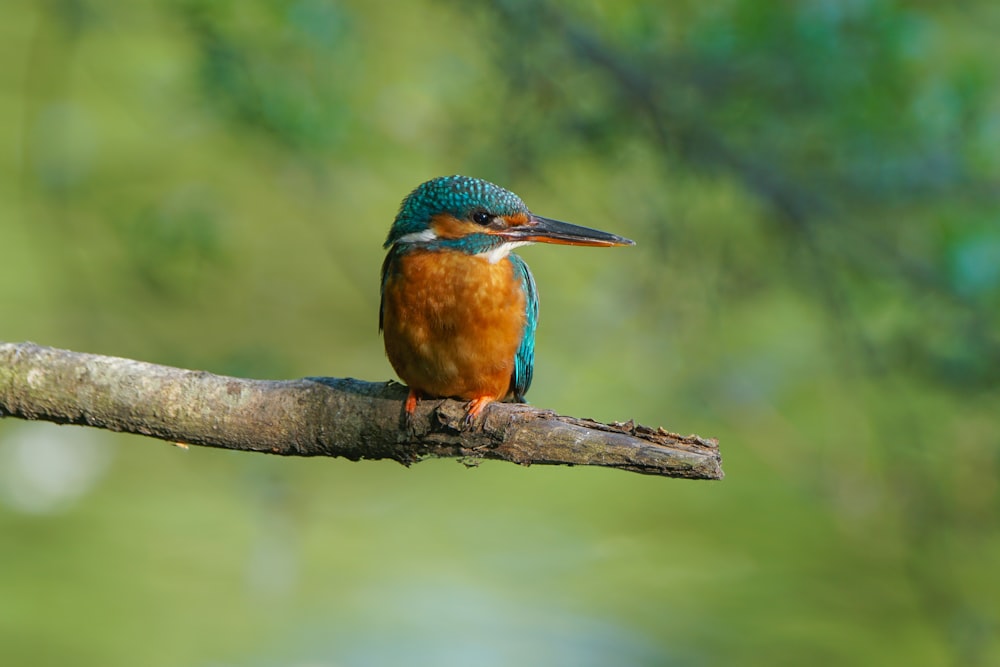 blue and brown bird on brown tree branch