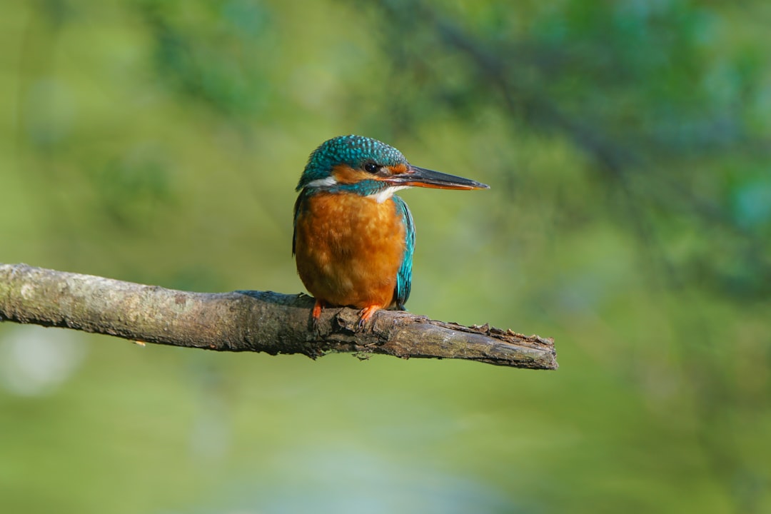 blue and brown bird on brown tree branch,