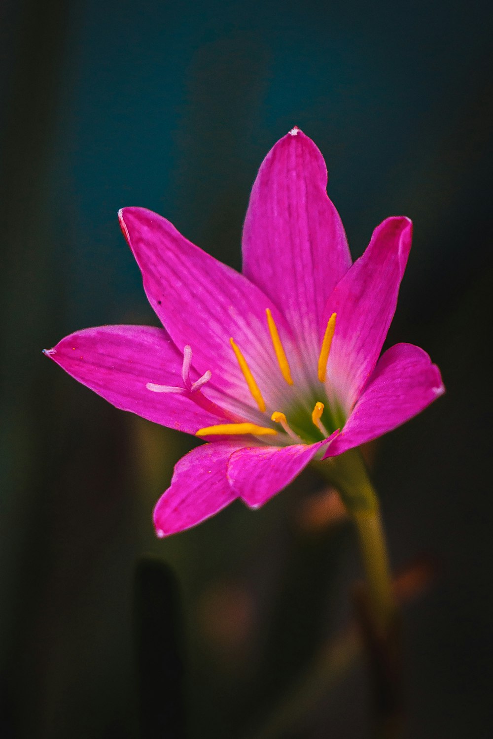 fleur violette dans une lentille à bascule