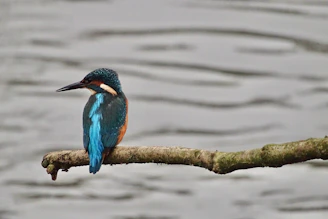 Close-up of a vibrant bird perched on a branch near the lagoon’s edge.
