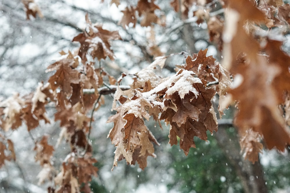 brown leaves on tree branch