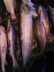 Several large fish are displayed side by side on a surface covered with banana leaves. The fish vary in size and type, featuring shiny scales and visible fins. The lighting casts a mix of natural and artificial colors, highlighting their textures and shapes.
