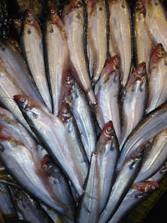 A pile of fresh fish with shiny, silver scales and reddish heads. The fish are closely packed together, and their distinct eyes and streamlined bodies are clearly visible, suggesting they are likely a type of herring or similar fish.