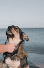 black and tan short coat medium sized dog