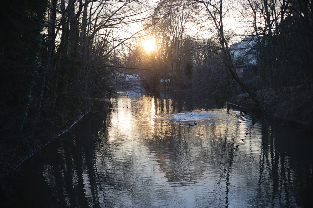 body of water between bare trees during daytime