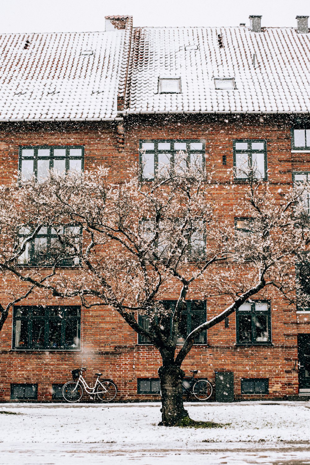 brown bare tree beside brown concrete building during daytime