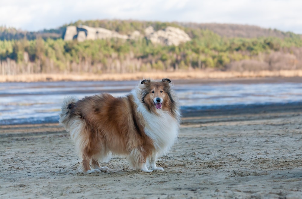 collie áspero marrom e branco na areia marrom durante o dia