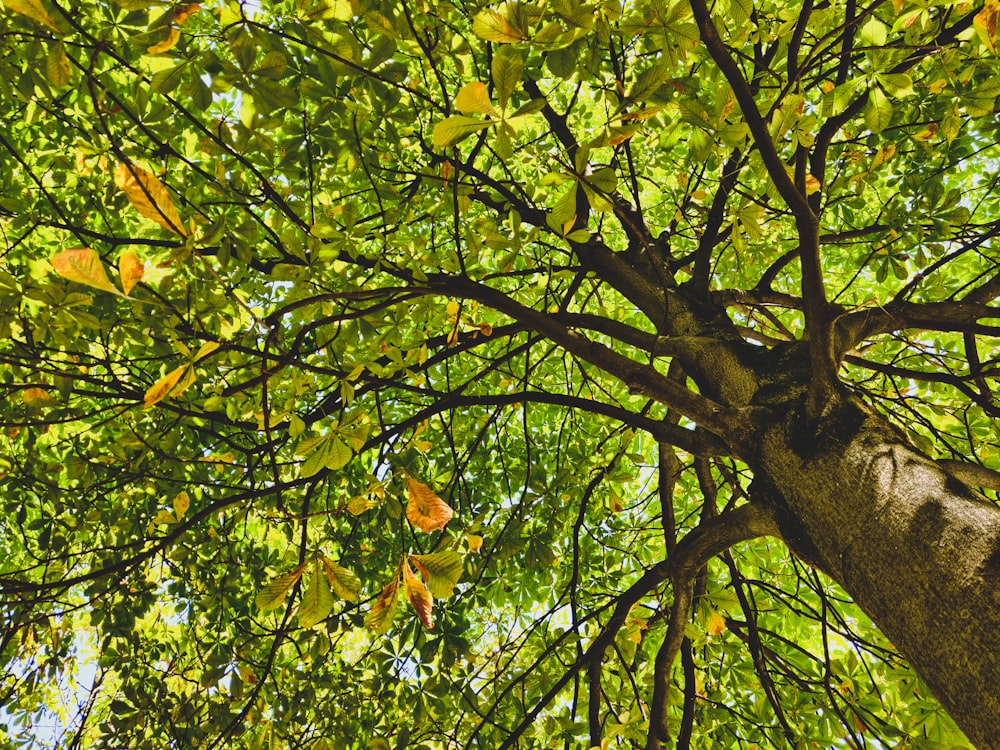 hojas marrones y verdes en un árbol marrón