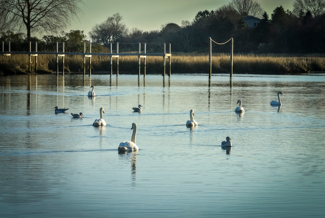 white swan on body of water during daytime