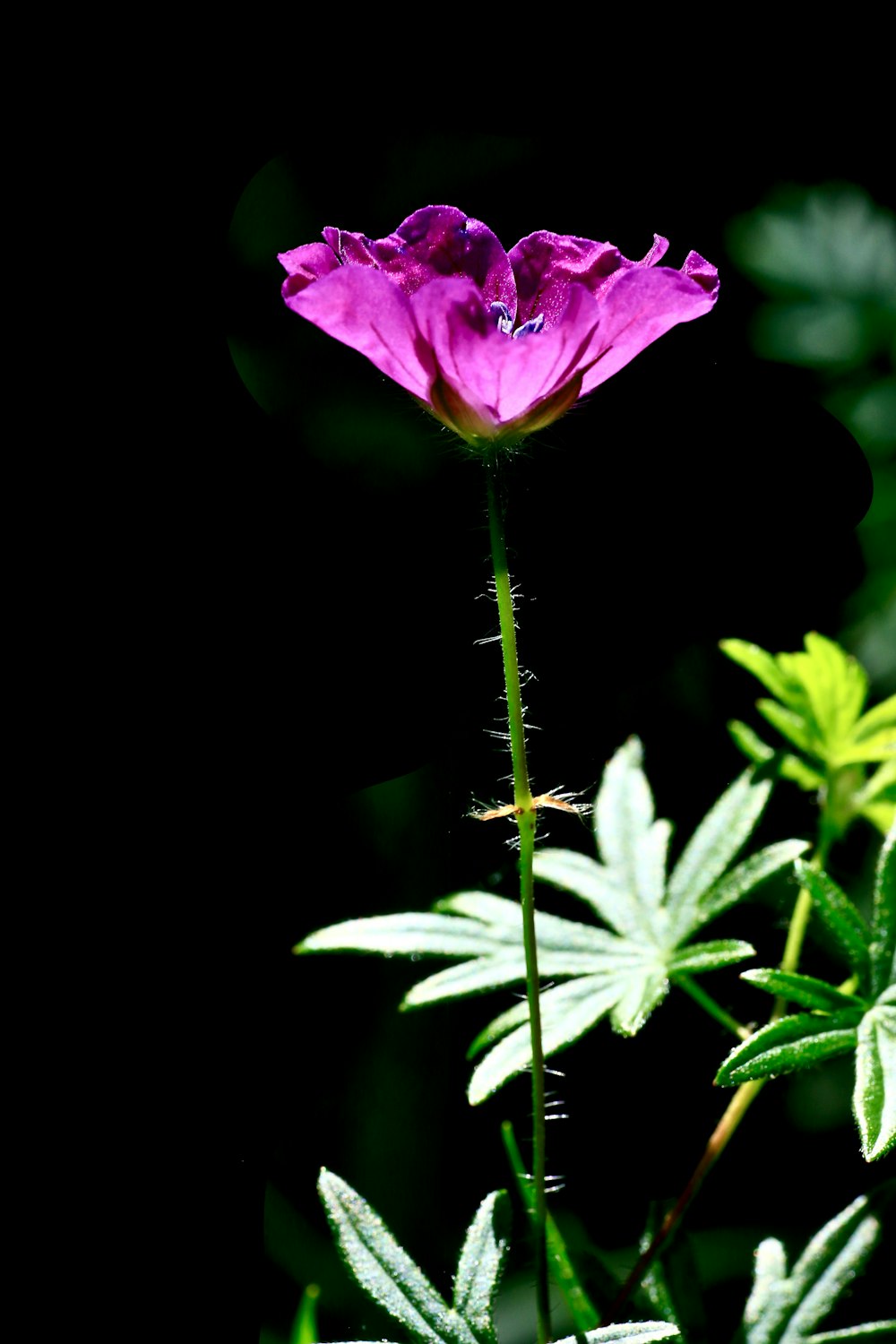 pink rose in bloom during daytime