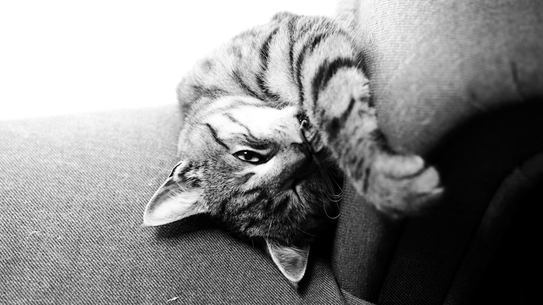 grayscale photo of tabby cat