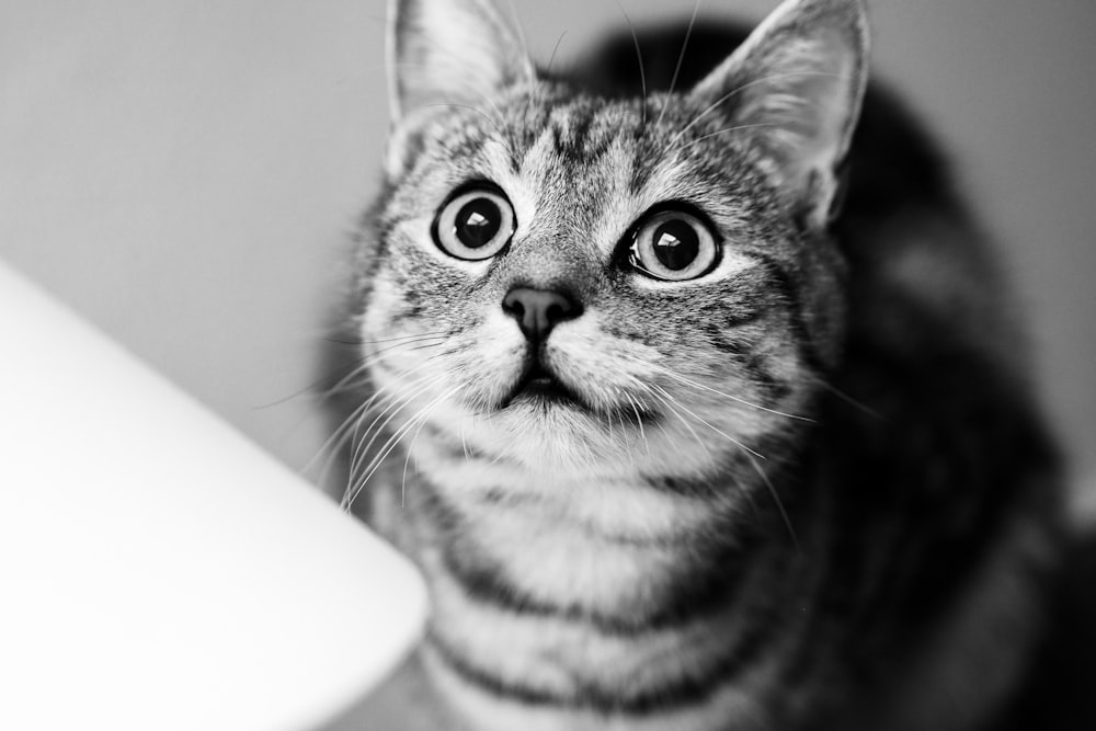 그레이스케일 사진의 은색 얼룩무늬 고양이