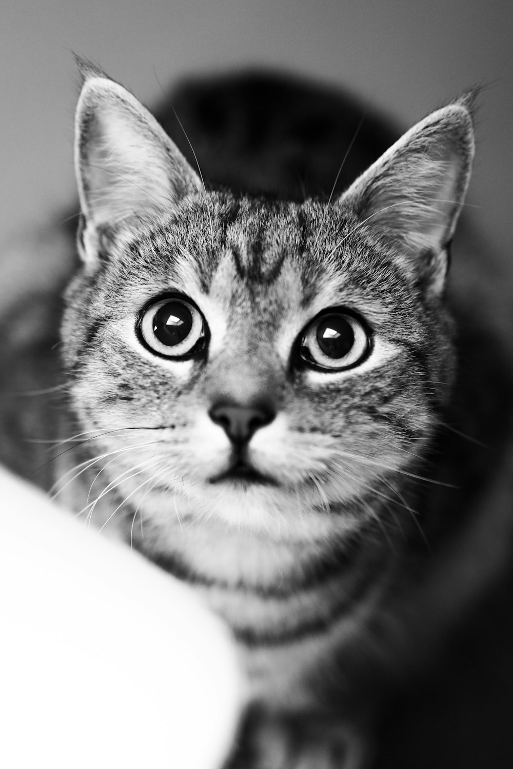 얼룩 고양이의 그레이 스케일 사진