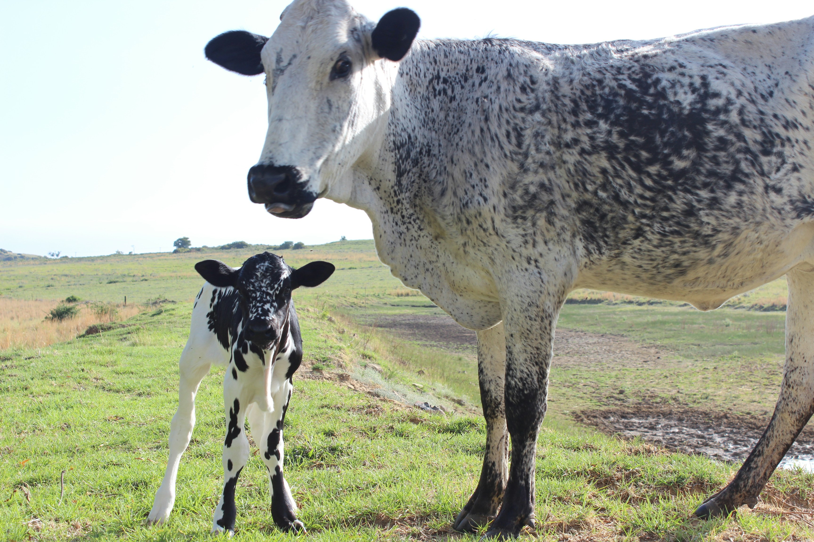 One day old calf