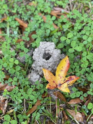 A small, gray, textured mound resembling a chimney sits among green clovers. An autumn leaf with hues of yellow, orange, and red lies prominently in the foreground.