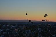 Evening view of the roseraie with soft twilight hues highlighting the delicate petals.