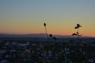 Evening view of the roseraie with soft twilight hues highlighting the delicate petals.