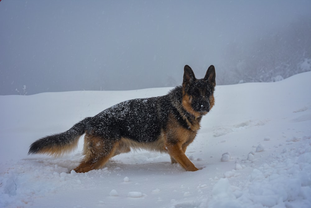 black and tan german shepherd on snow covered ground