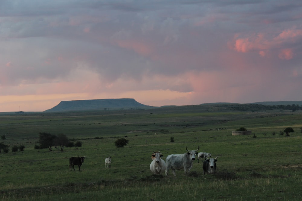 herd of white sheep on green grass field during daytime