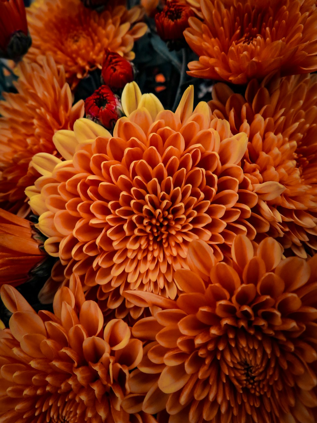 orange chrysanthemum in bloom during daytime