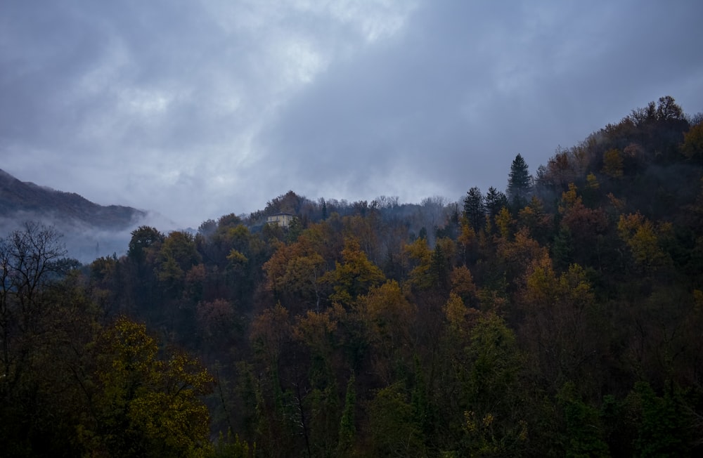 green trees under white clouds during daytime