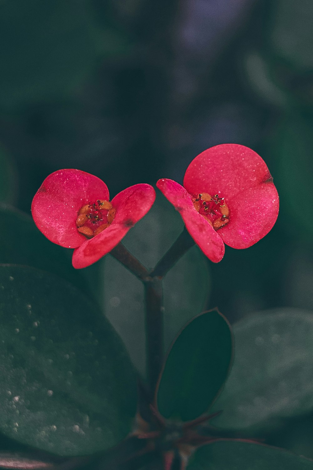 red flower in tilt shift lens