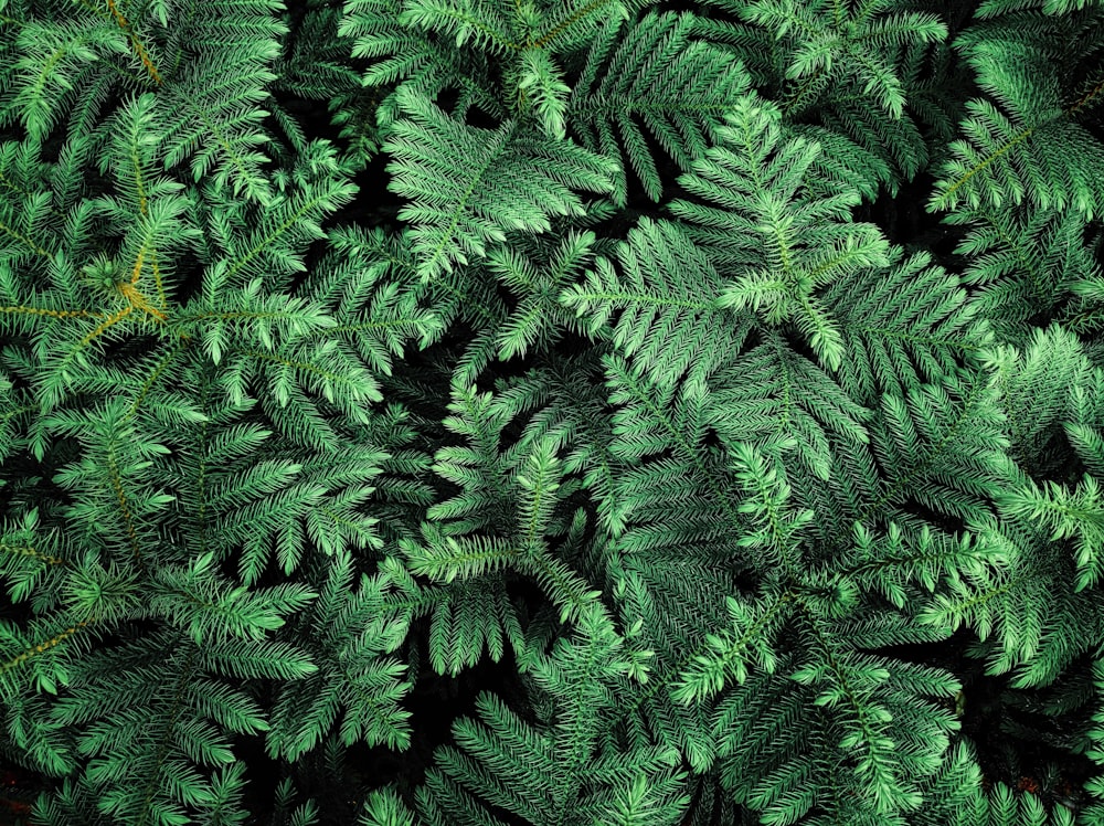 green pine tree during daytime