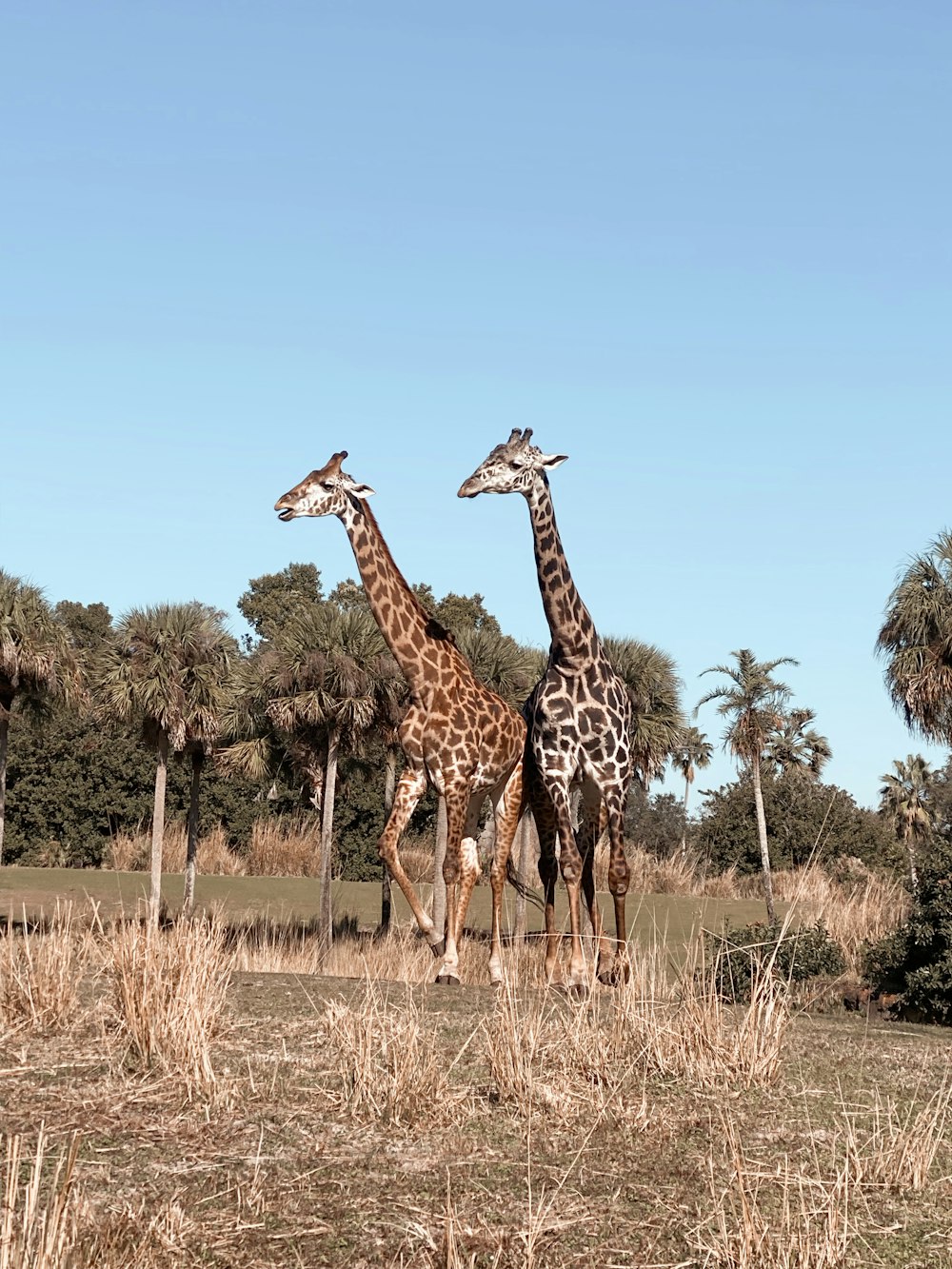 giraffe standing on brown grass field during daytime