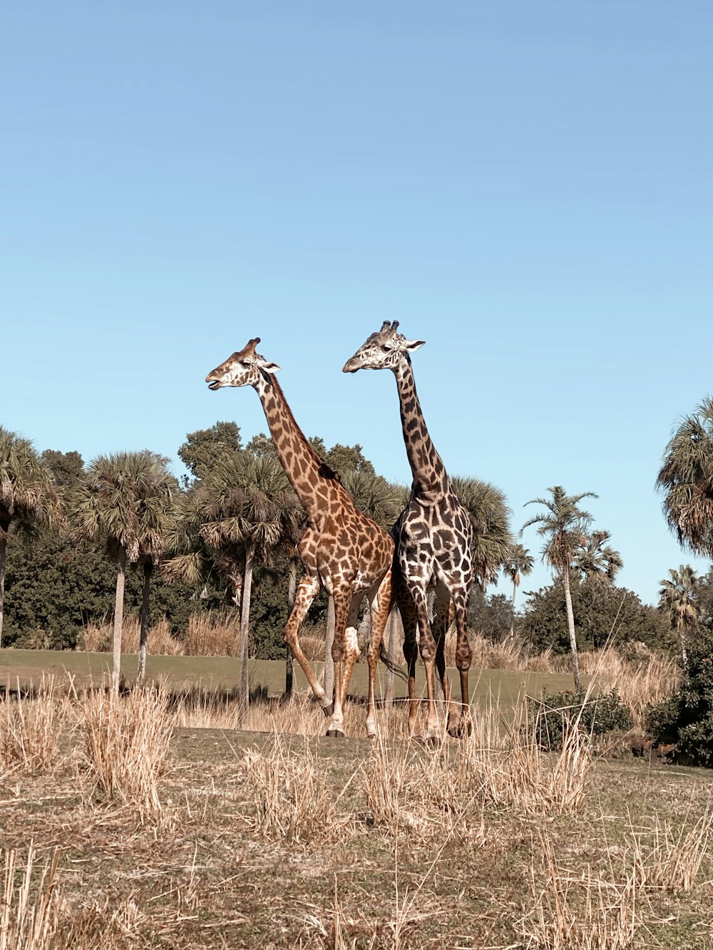 Giraffe steht tagsüber auf braunem Rasen