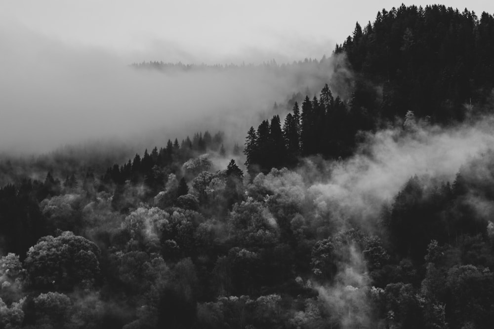 grayscale photo of trees covered with fog