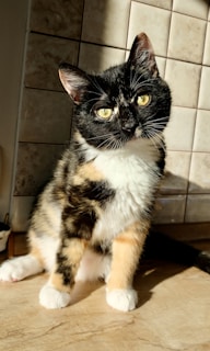 A black, white, and orange tortoiseshell cat is sitting on a tiled surface. It has striking yellow eyes and is bathed in sunlight, highlighting its coat. The background consists of a tiled wall.