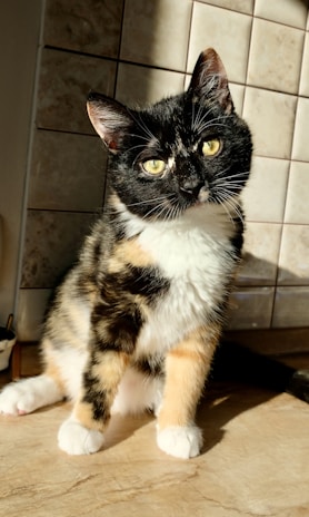A black, white, and orange tortoiseshell cat is sitting on a tiled surface. It has striking yellow eyes and is bathed in sunlight, highlighting its coat. The background consists of a tiled wall.