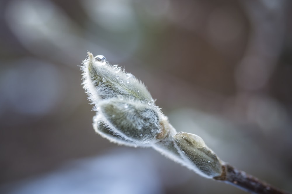 green plant in close up photography